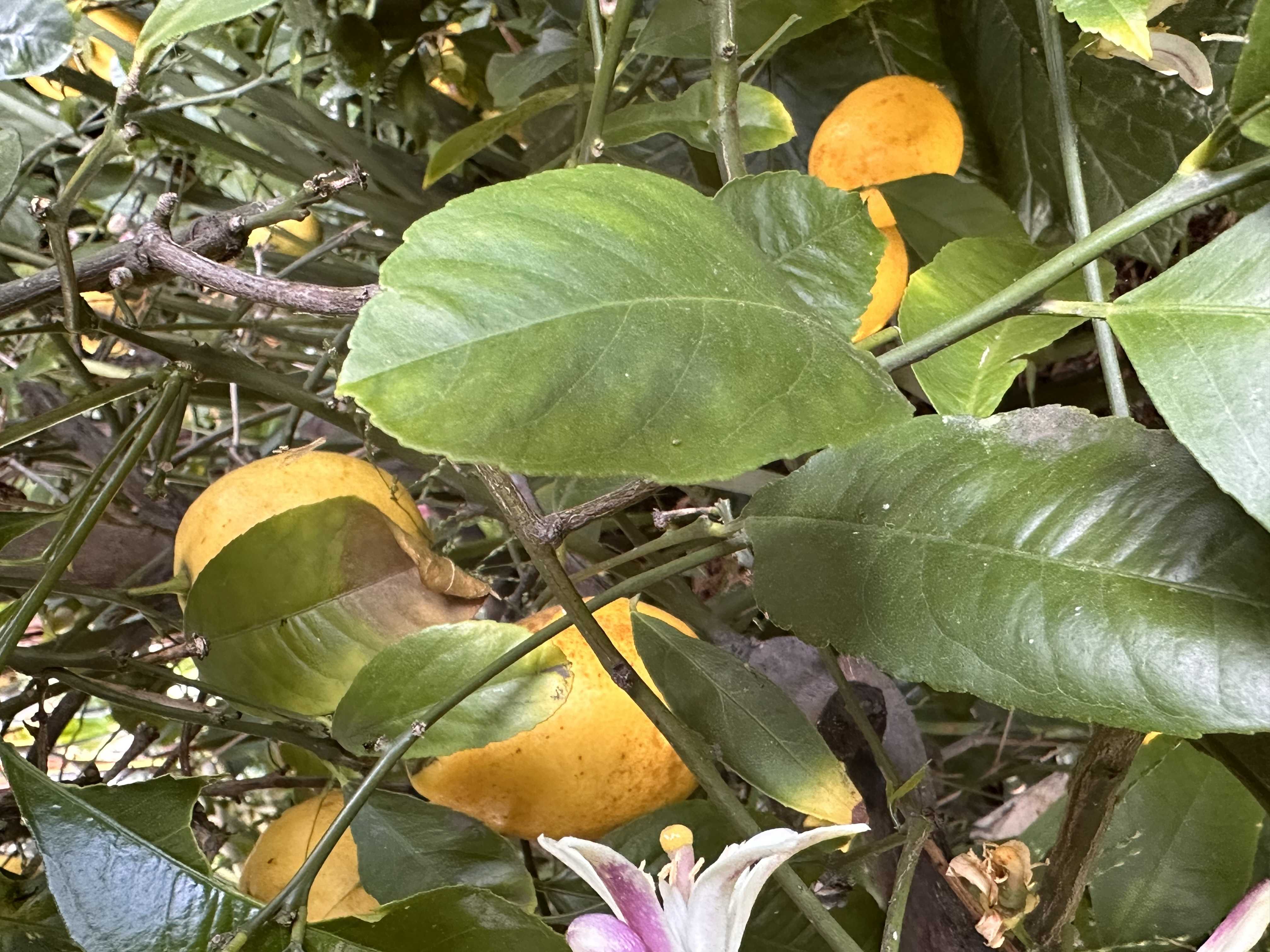 Garden photo 1