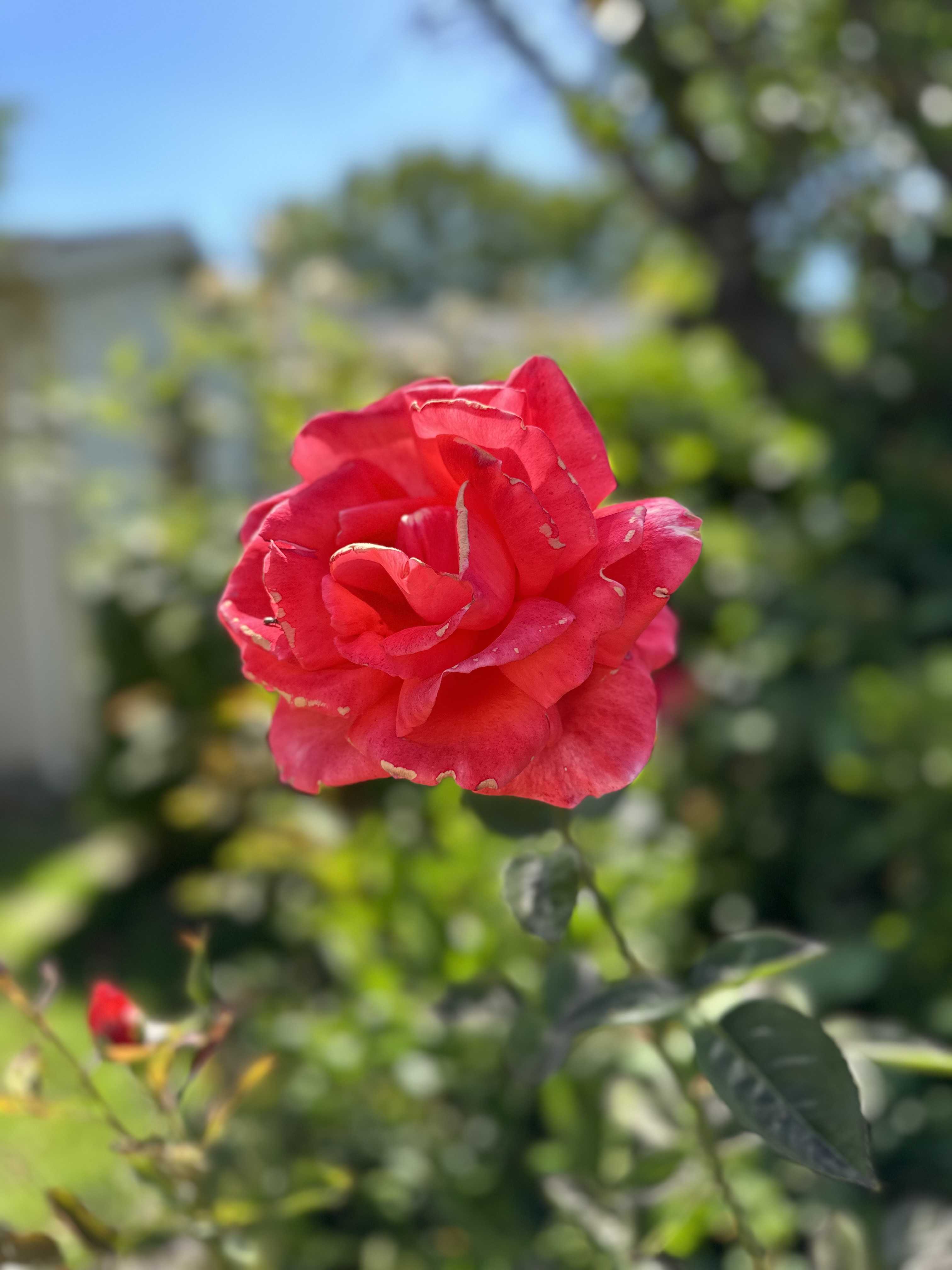 Garden photo 2