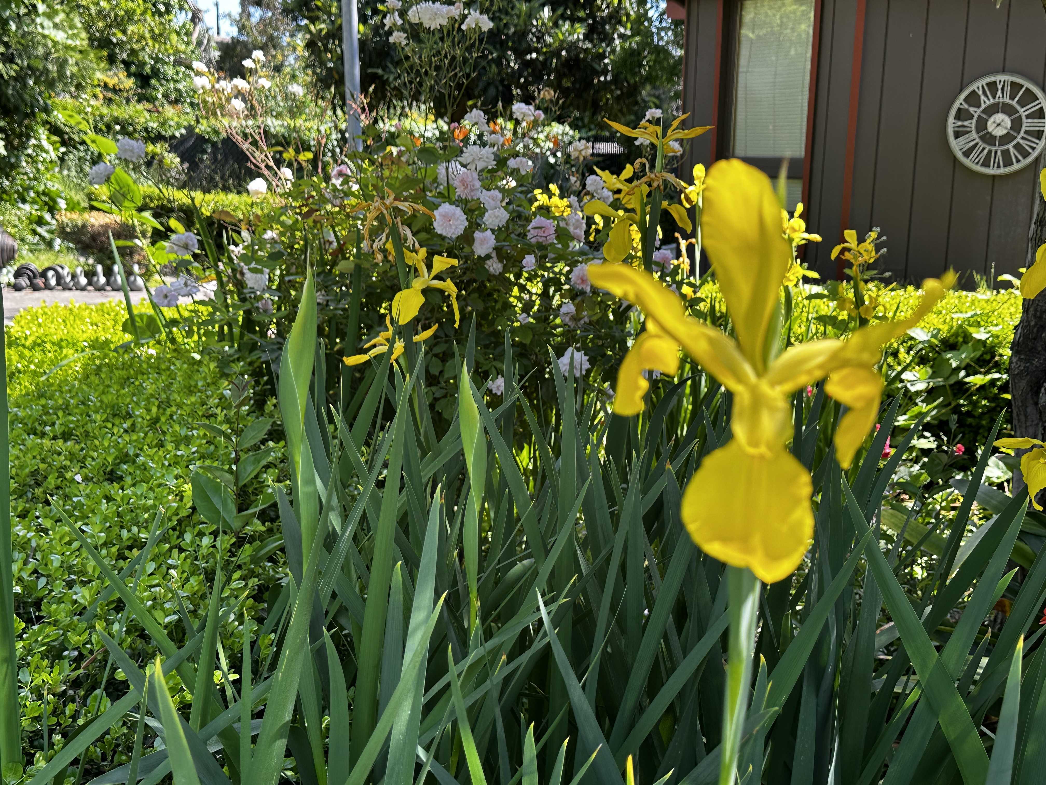 Garden photo 24