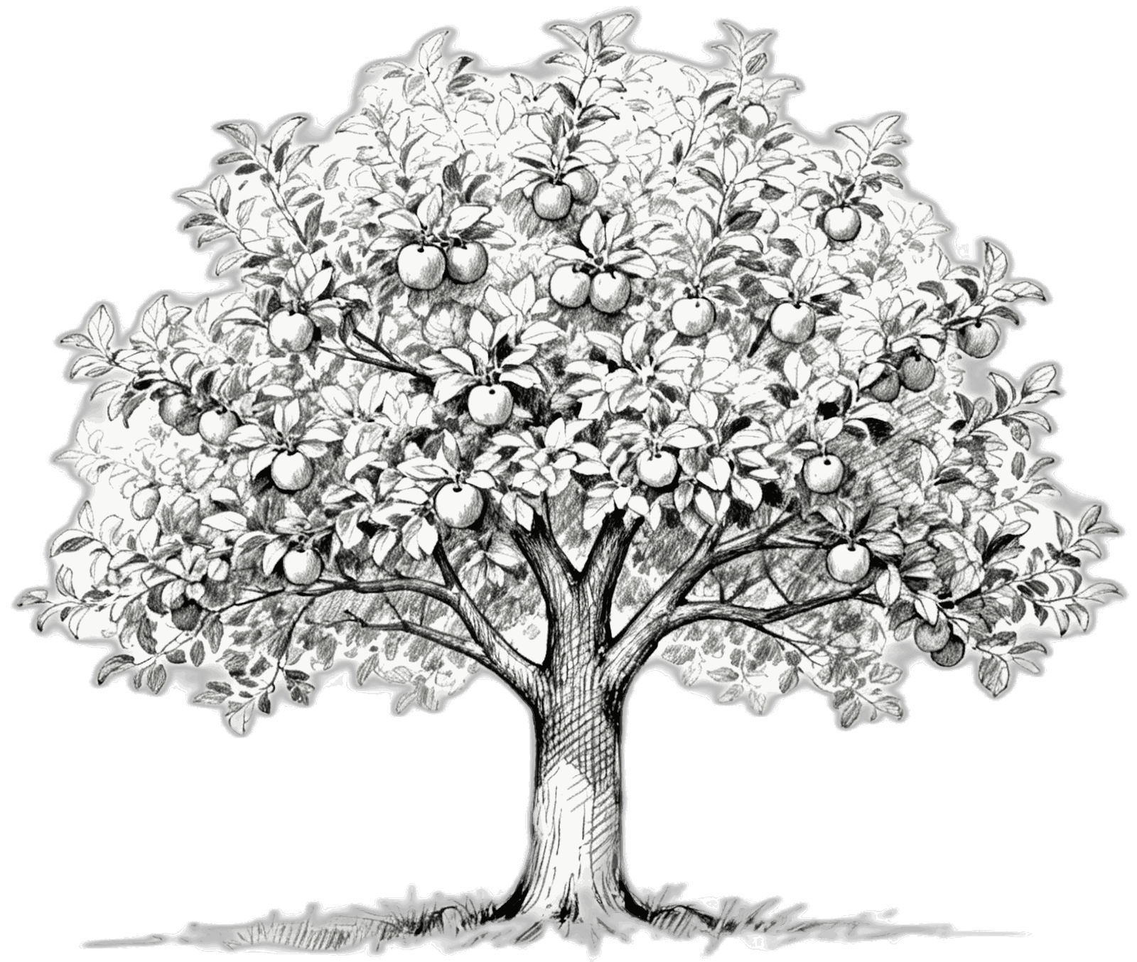Apple tree illustration
