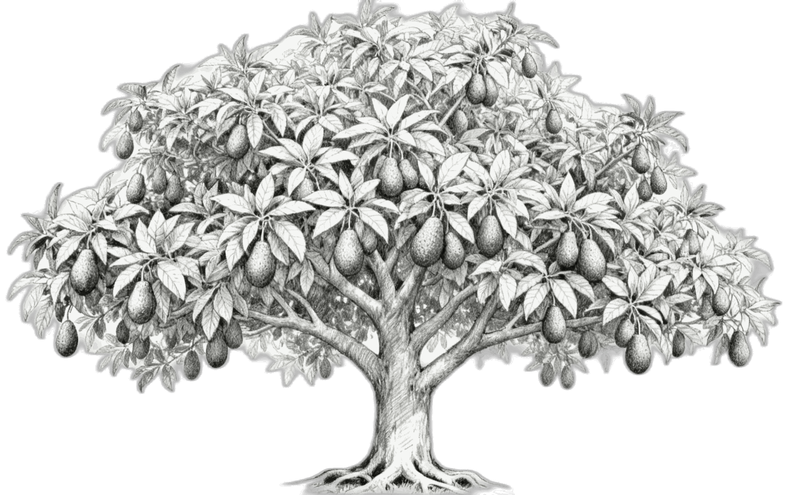 Avocado tree illustration