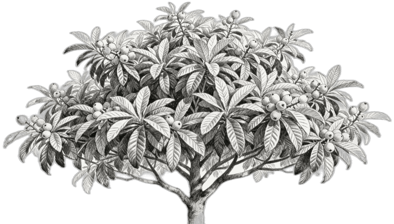 Rose bush illustration