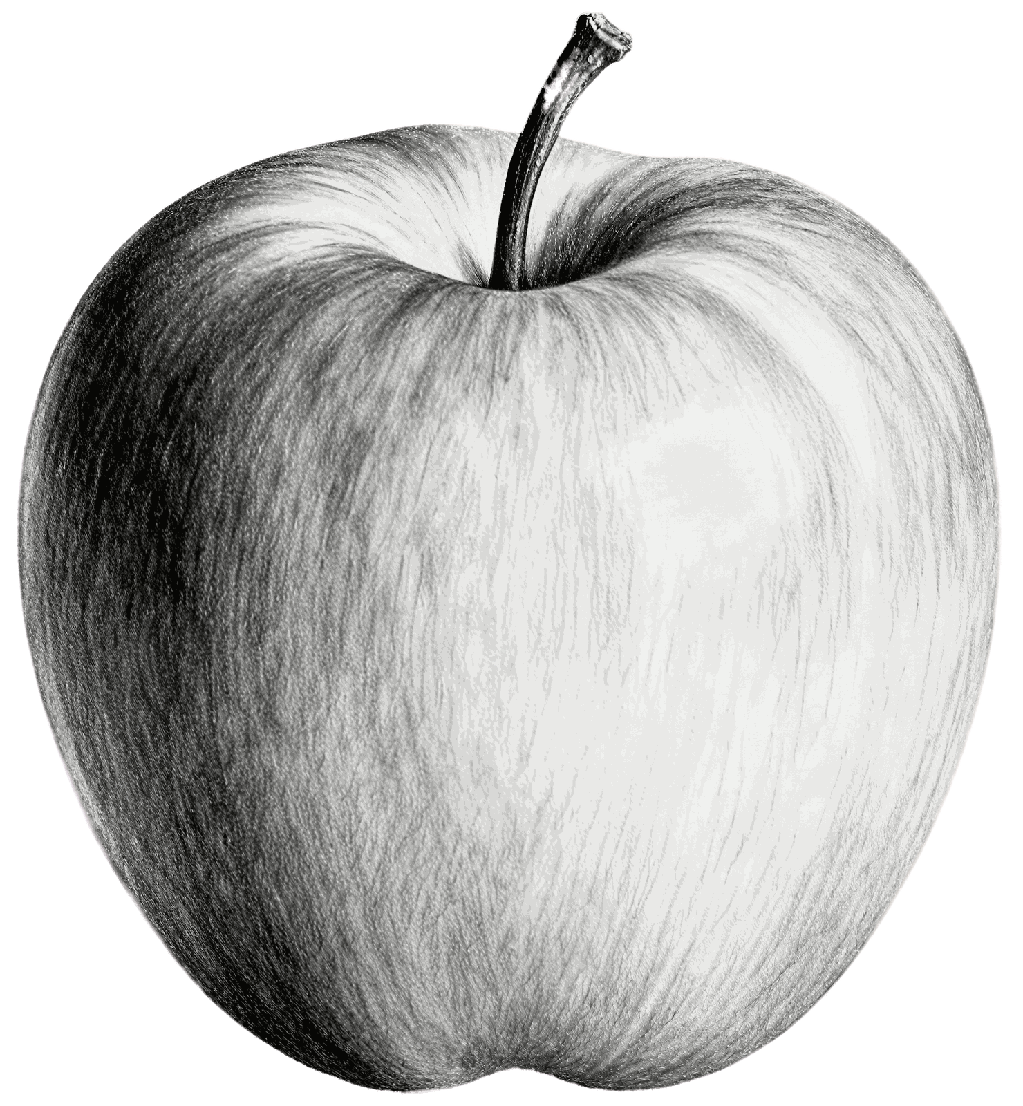 Apple tree sketch