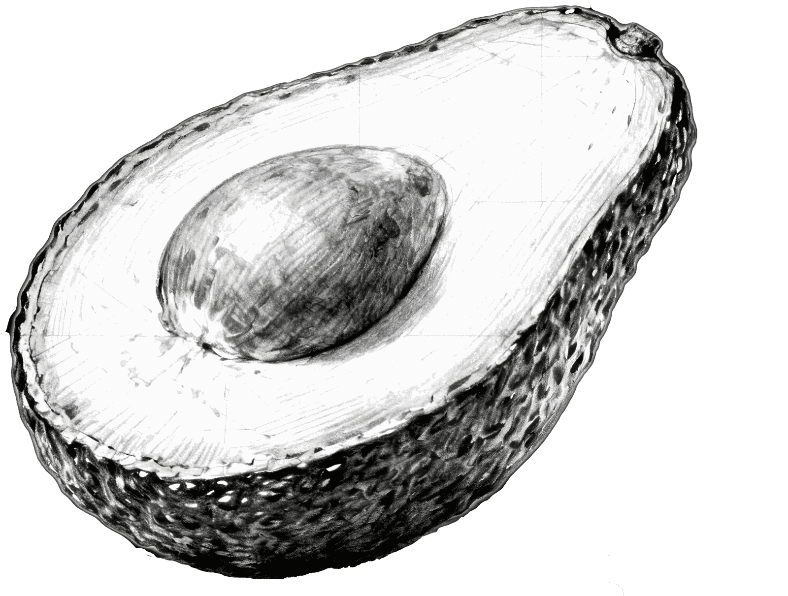 Avocado tree sketch