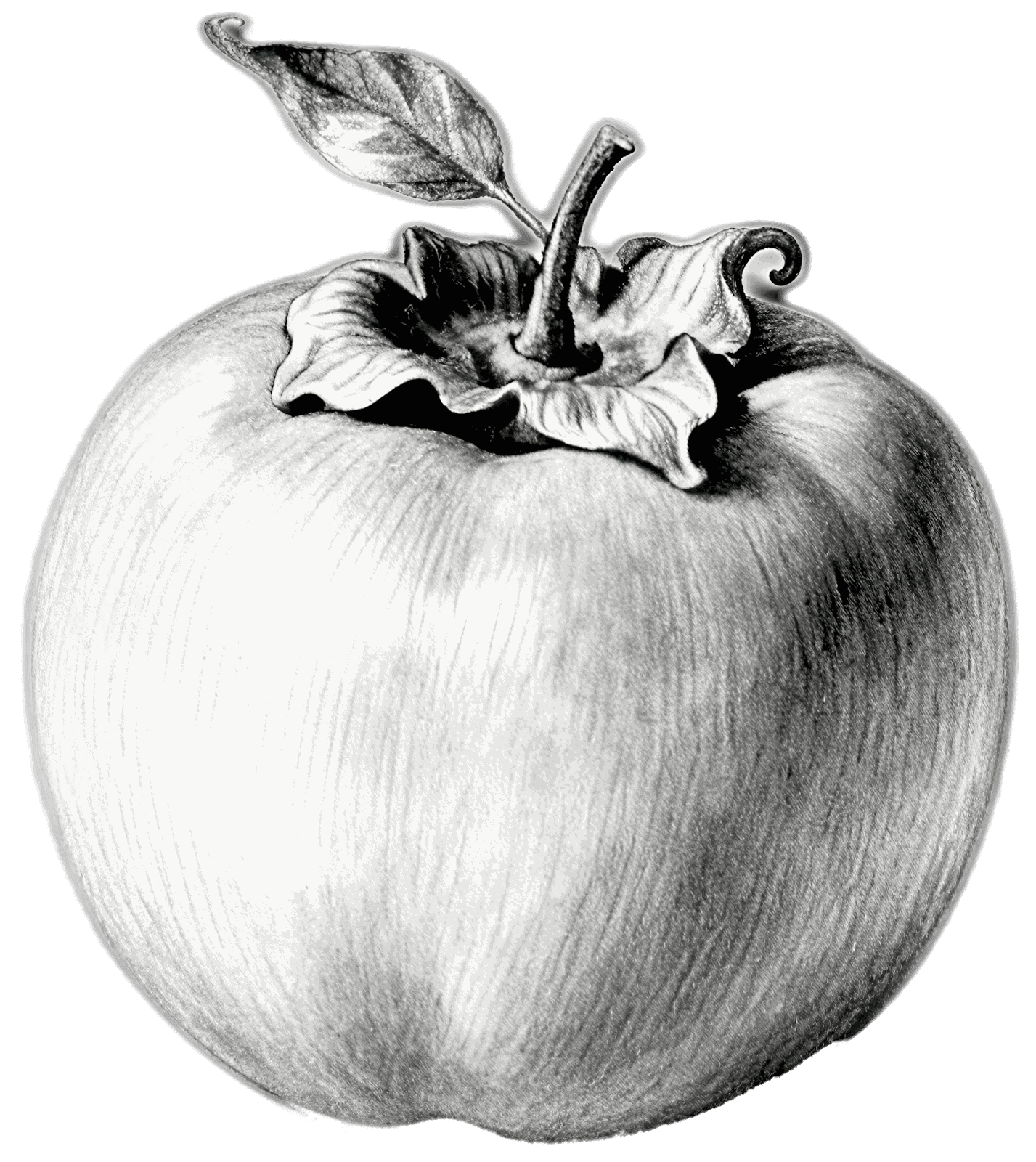 Persimmon tree sketch